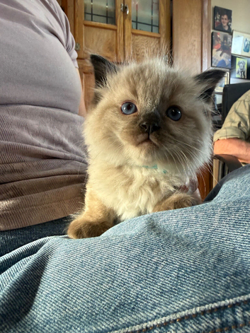 Male ragdoll kitten