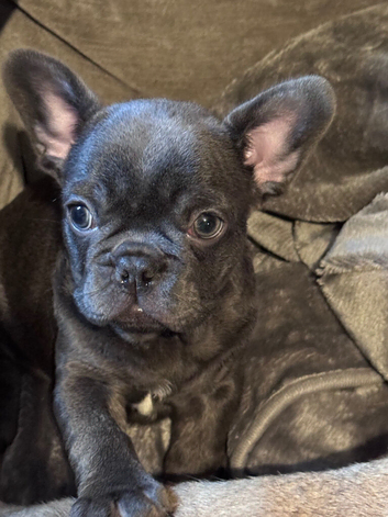Last French bulldog puppy of the litter