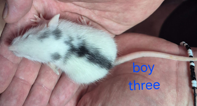 Baby Dumbo Rat