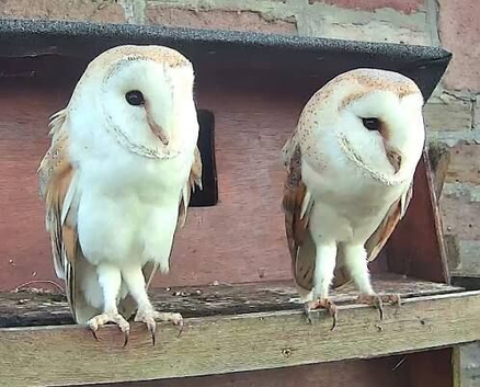 Barn owls