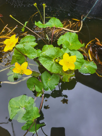 Pond plants