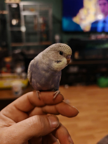 Young semi tame budgies