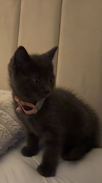 Grey girl kitten