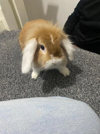 Mini lop Rabbit - 8 months