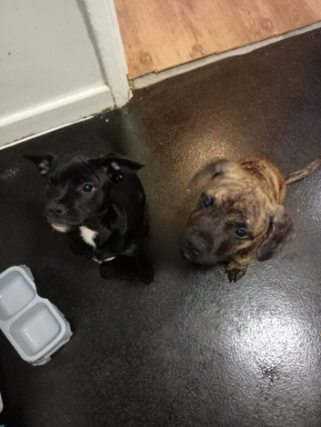 2 beautiful 10 week old frenchie cross springer pups