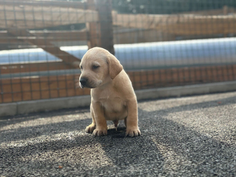 Labrador pups