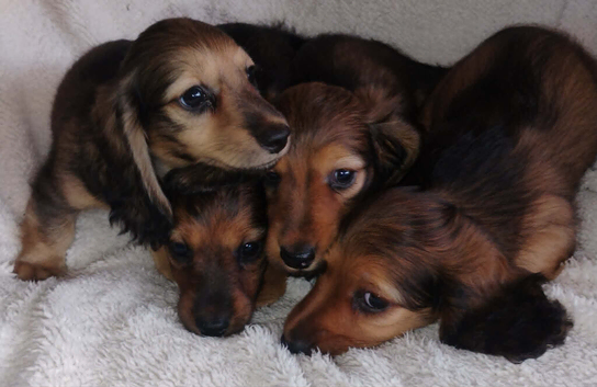 K.C. Reg. Longhaired Miniature Pups