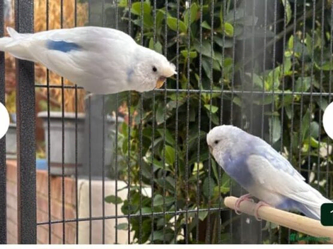 Pair of female budgies and cage