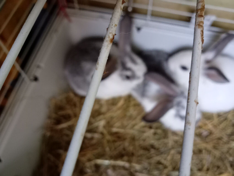 Checked baby bunny's