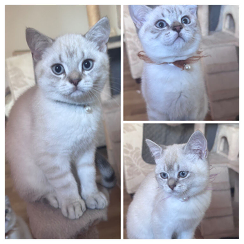 Beautiful British Shorthair Colourpoint Kittens - Ready for Their New Homes