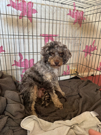 F1B Cockapoo puppies for sale
