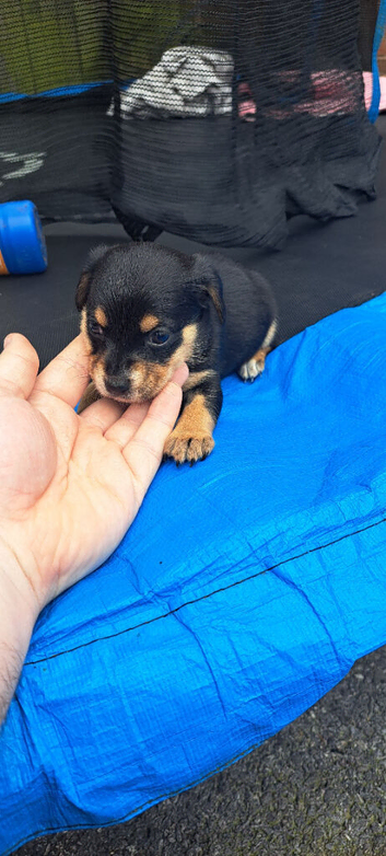 Jack Russell x chihuahua puppies