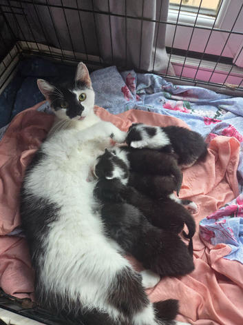 Kittens
