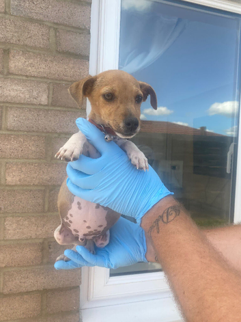 Traditional miniature Jack Russell