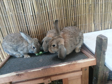 Mini Lop/Rex cross