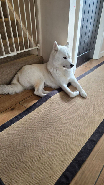 2 year old siberian husky x samoyed male