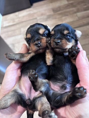 Toy Size Yorkshire Terriers Puppies