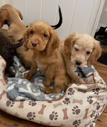 ** working Cocker spaniel Puppies **