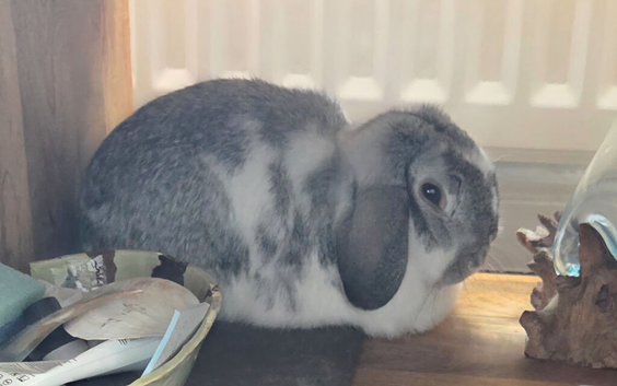 Beautiful Mini Lop Rabbits &ndash; Brother & Sister Pair
