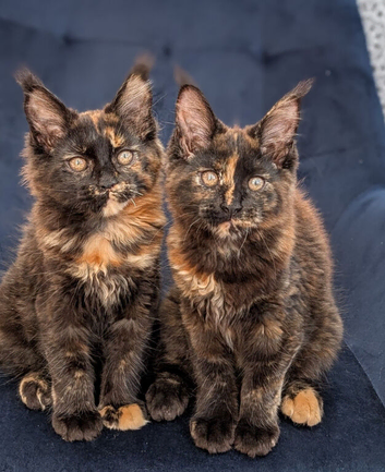 Tica registered Maine coons