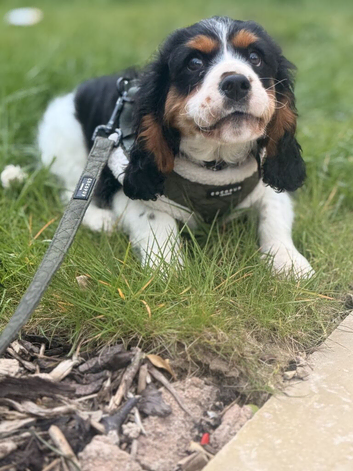 Lovely Tempered Cavalier Tri Boy 5 month old