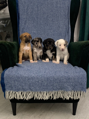 Blue Merle Collie X Lurcher puppies