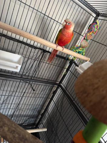 Pineapple conure