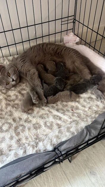 British shorthair blue kittens
