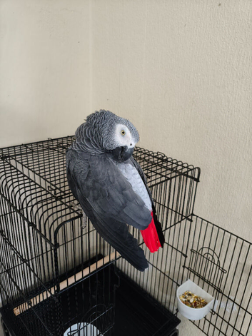 male  tame