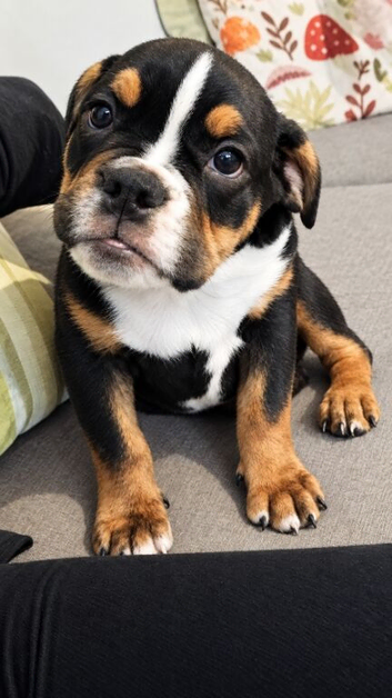 New English Bulldogs puppies