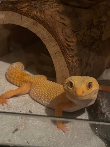 Female leopard gecko