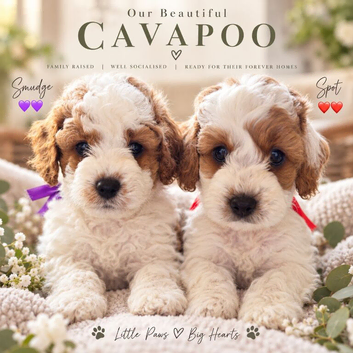 Available NOW - F1b Cavapoo Puppies (Red)