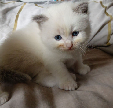 Ragdoll Kittens, purebread. 3 girls
