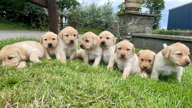 Labrador puppies