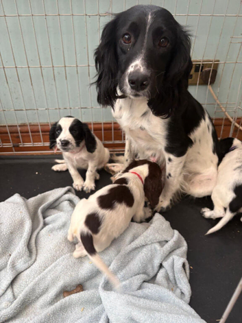 Springer spaniel puppies