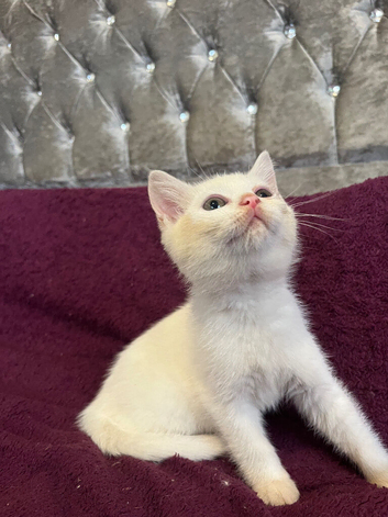 Gorgeous British Shorthairs kittens