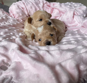 Beautiful Tiny Maltipoo F-1
