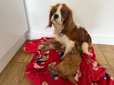 Cavapoo puppies