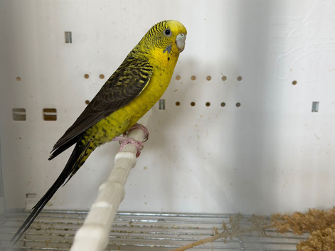 Black wing split black face budgies available