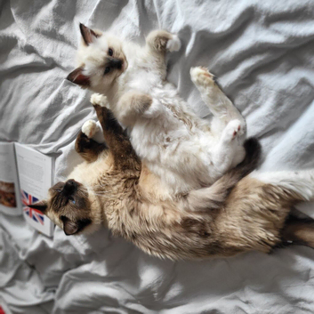 Boy and a girl pedigree ragdolls