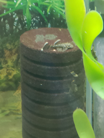 Hi I have loads ov difreent size plecs to go