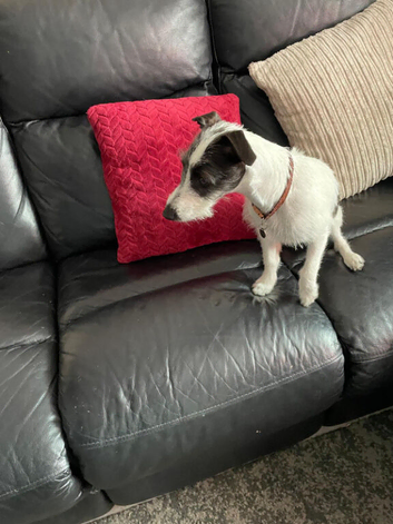 Lovely 8 month male Italian Greyhound x Terrier