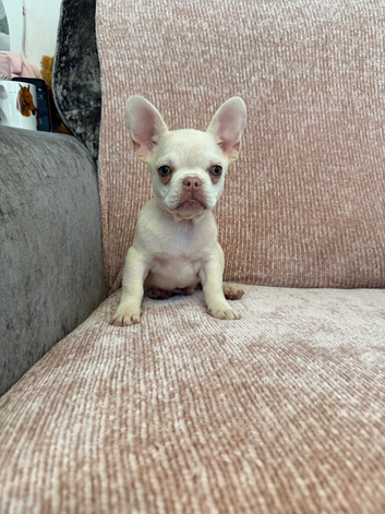Frenchie puppies