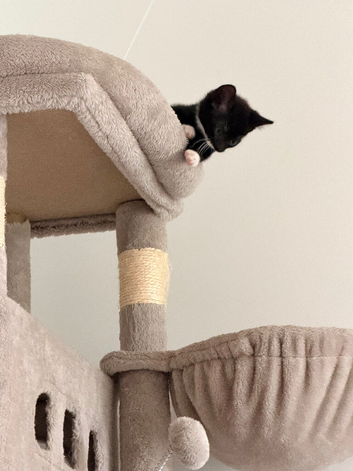 Beautiful male kitten