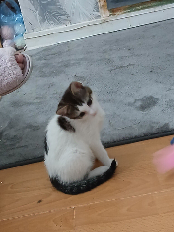 Kitten 3