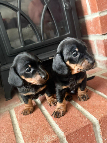 Miniature dachshund