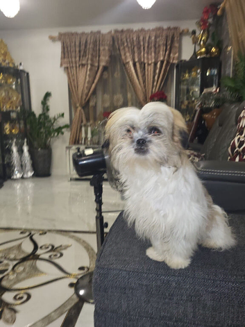 Shitzu puppy