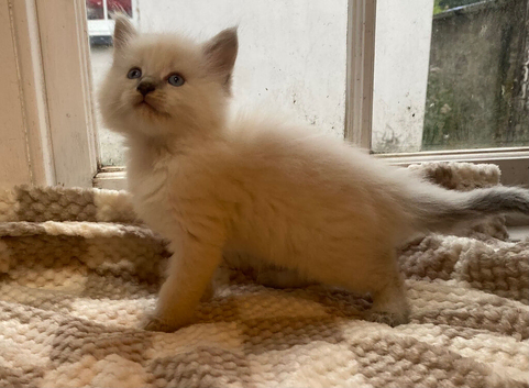Mainecoon x ragdoll kittens
