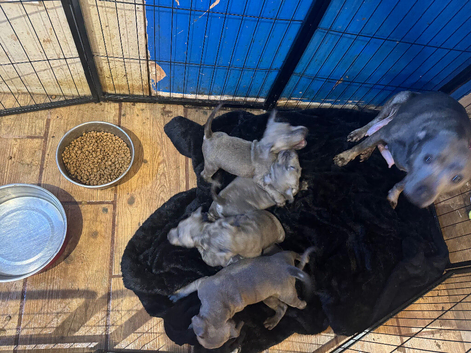 5 Blue Stunning Staffordshire puppies for sale
