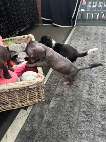 Dachshund cross Chinese crested